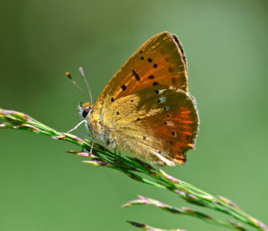 kıt bakır lycaena virgaureae