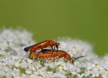 Red soldier beetles Rhagonycha fulva mating clipart