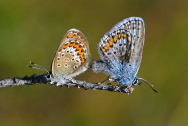 Gümüş çivili blues plebejus argus