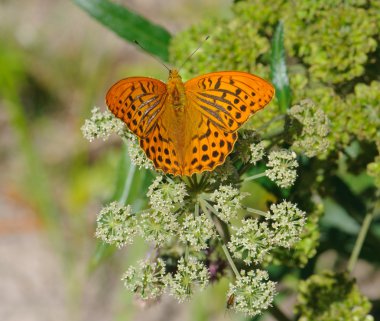 Gümüş yıkadım fritillary kelebek