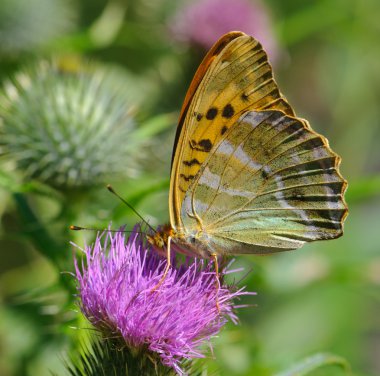 thistle çiçek üzerinde besleme gümüş yıkadım fritillary kelebek argynnis paphia