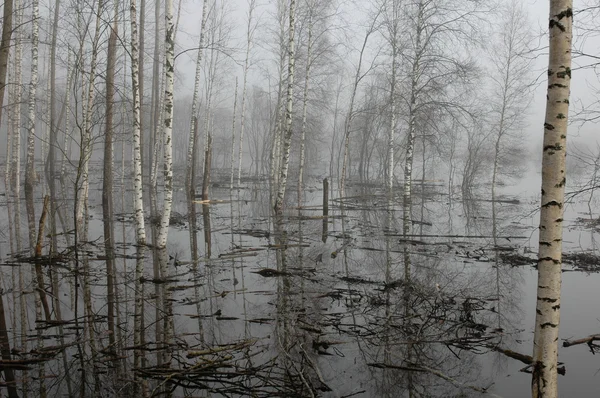 stock image Floodplain forest in spring