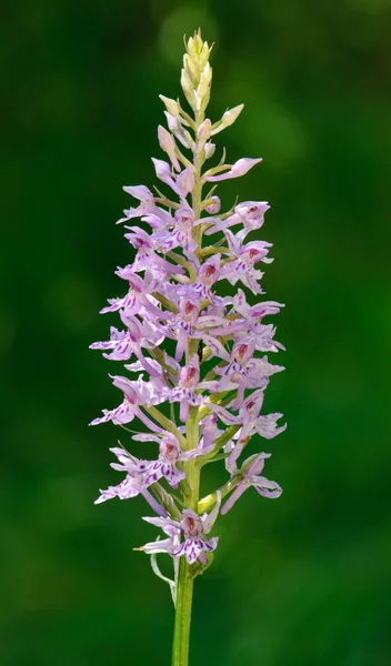 stock image Common Spotted Orchid Dactylorhiza fuchsii flowerhead on dark green background