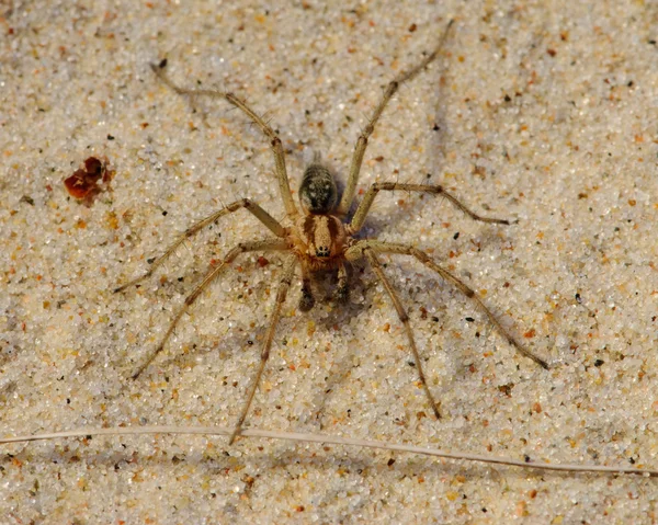 stock image Wolf spider Lycosidae resting on white sands