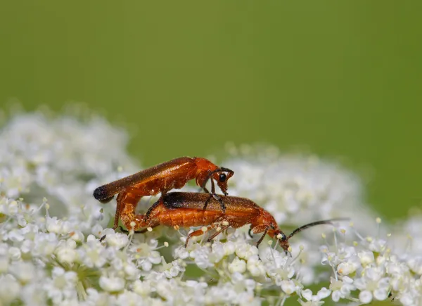 stock image Red soldier beetles Rhagonycha fulva mating