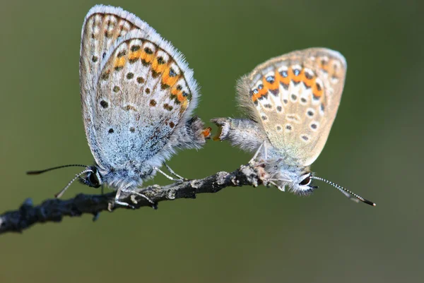 Серебристо-шипованные синие бабочки Plebejus argus — стоковое фото