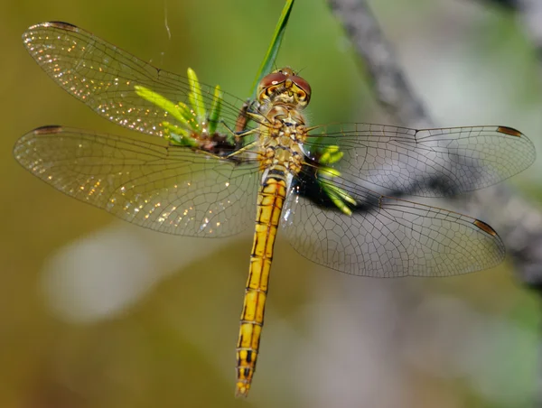 stock image Moustached (Vagrant) Darter Sympetrum vulgatum resting with spread wings