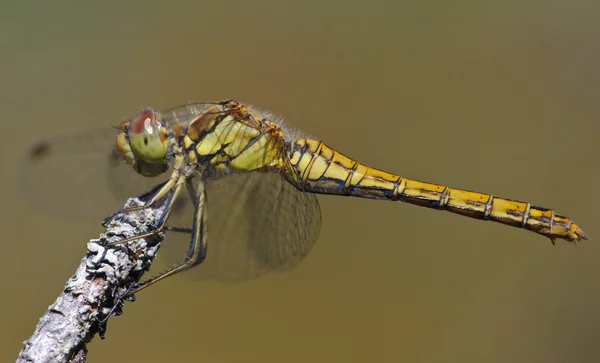 Moustached heidelibel dragonfly — Stockfoto