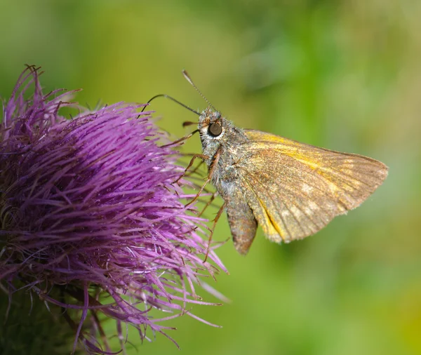 stock image Large skipper Ochlodes venatus