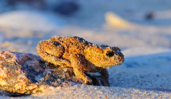 Stock image European toad Bufo bufo on a sandy beach