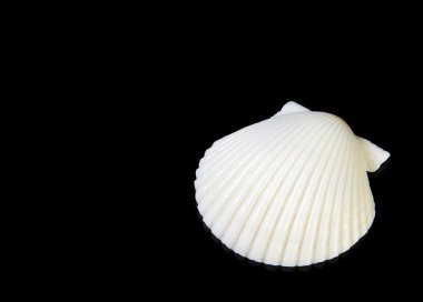 Scallop sea shell on black clipart