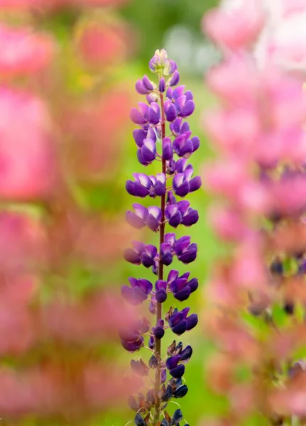 Lupin in the Garden — Stock Photo, Image