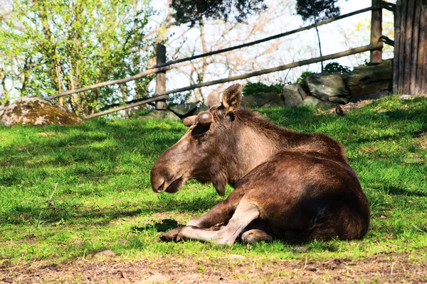 驼鹿是在草地上与他的眼睛闭合的在阳光下晒太阳 — 图库照片