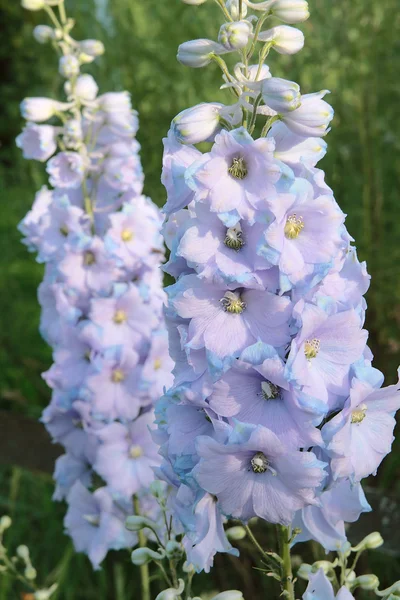 Dos flores de Delphinium — Foto de Stock