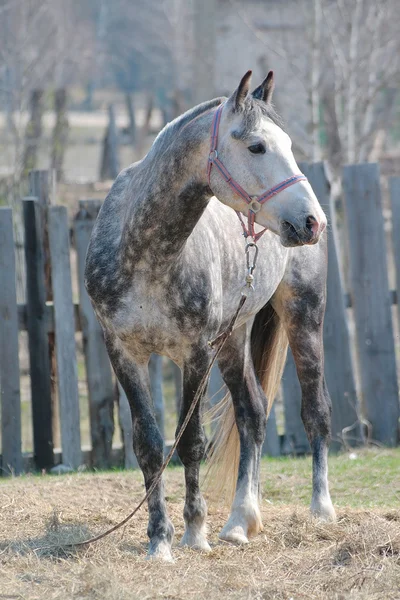 Paard op een leiband — Stockfoto