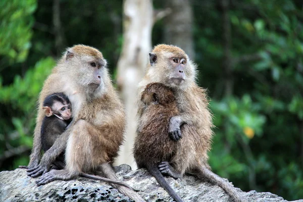 Małpa z rodziny — Zdjęcie stockowe