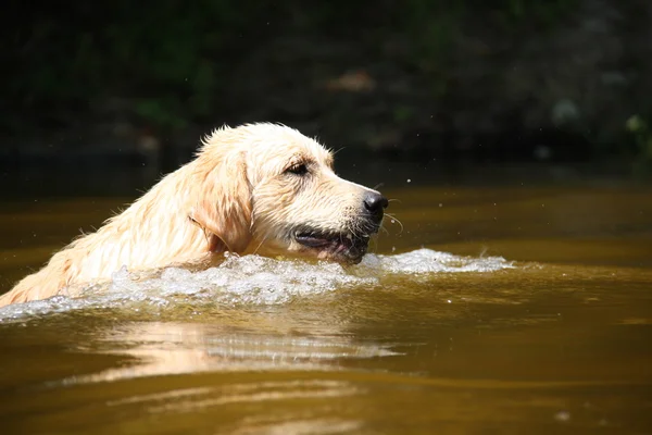 stock image Labrador dog jumping into the water