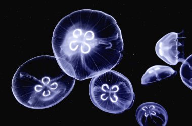 Jellyfishes clipart