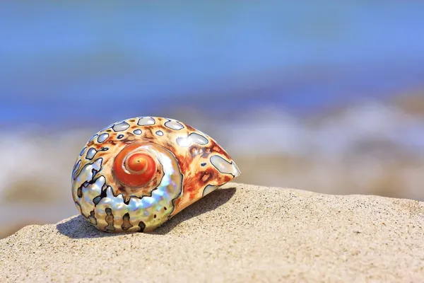 Colorful shell — Stock Photo, Image