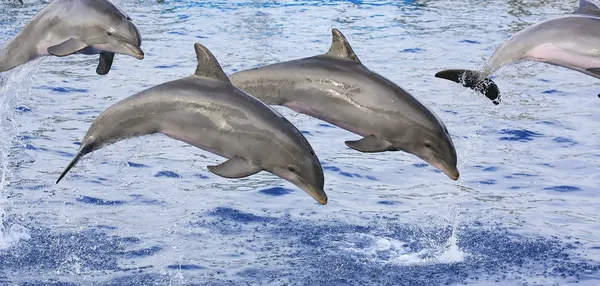 stock image Dolphins