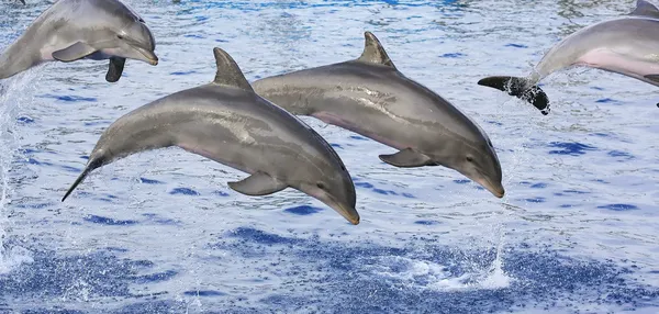 Stock image Dolphins