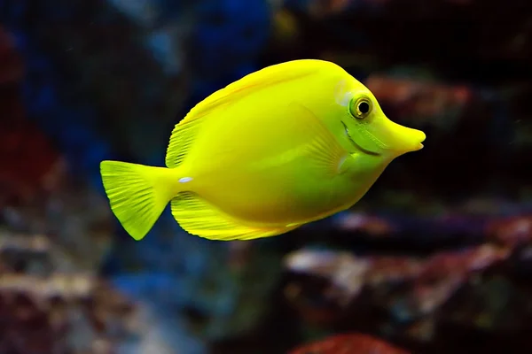 カラフルな魚 — ストック写真