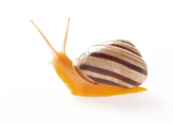 Stock image Snail