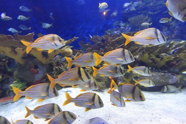 Renkli balıklar — Stok fotoğraf