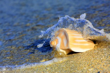 Seashell at the seashore clipart