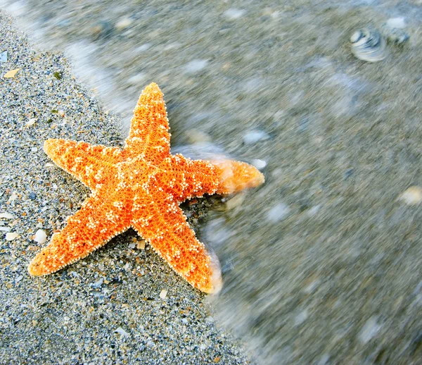 Морские звезды на песчаном тропическом пляже с волновым движением — стоковое фото