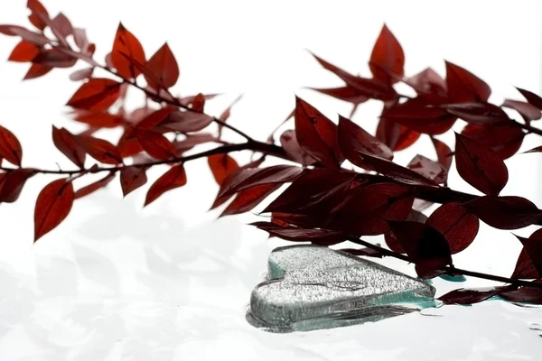 Szív alakú jég és vörös levelek Stock Fotó