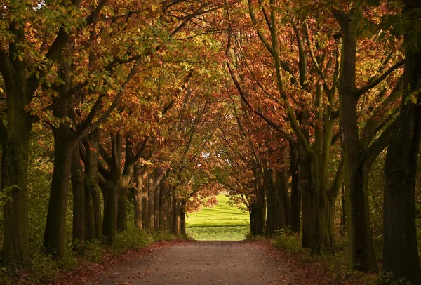 Herbstallee — Fotografie, imagine de stoc