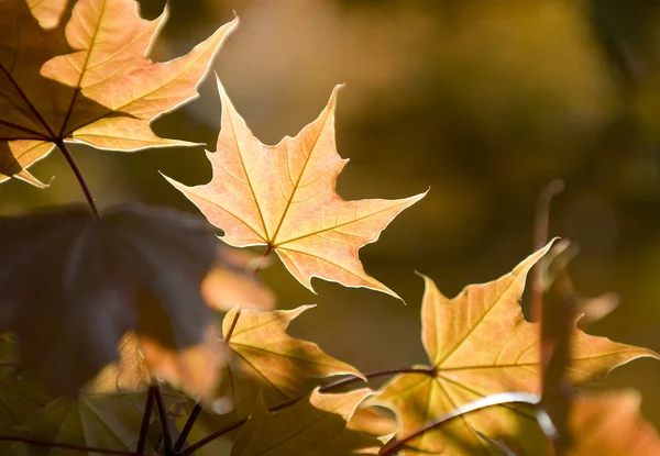 stock image Autumn maple leaves