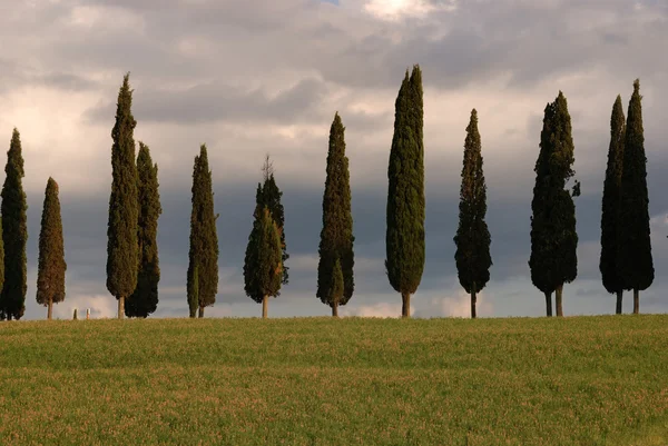 Estrada de cipreste na região da Toscana — Fotografia de Stock