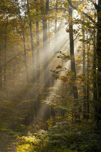 Morgendliche Sonnenstrahlen im Herbstwald