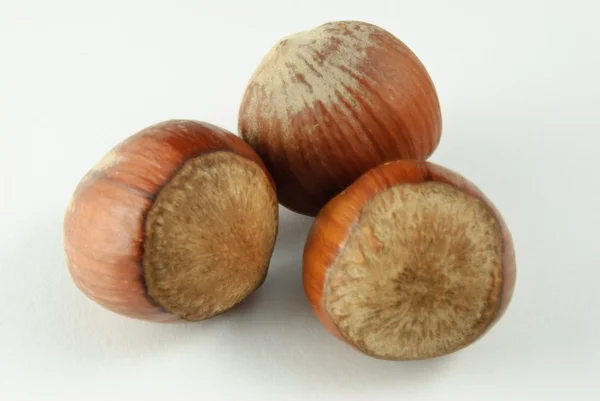 Close-up of three hazelnuts on white background — Stock Photo, Image