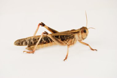 Migratory locust (Locusta migratoria) clipart