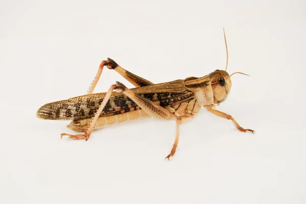 Vándorló locust (locusta migratoria) Stock Fotó