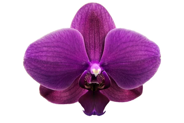 Orchid phalaenopsis (Orchidaceae) - isolated — Stock Photo, Image