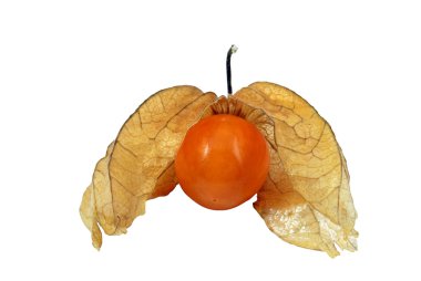 Single Cape Gooseberry (Physalis peruviana) - isolated on white background clipart