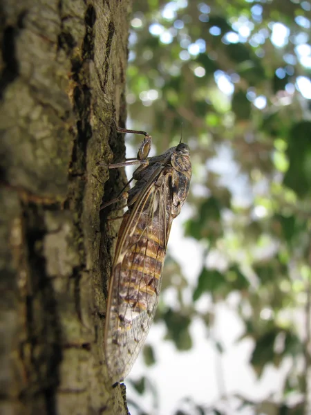Cicade — Stockfoto