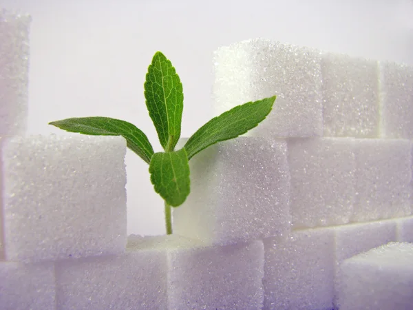 stock image Stevia & Lump Sugar Wall II