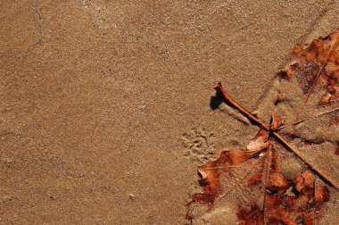 Still life leave and sand clipart