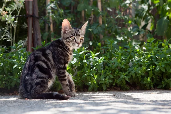 stock image Cat in the garden