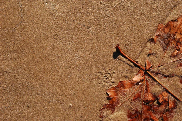 Still life leave and sand — Stock Photo, Image
