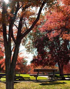 Park bankında ve ağaçlar