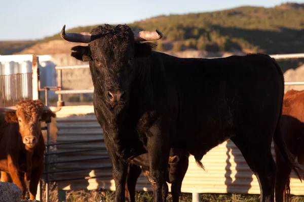 Zwarte stier op de boerderij — Stockfoto