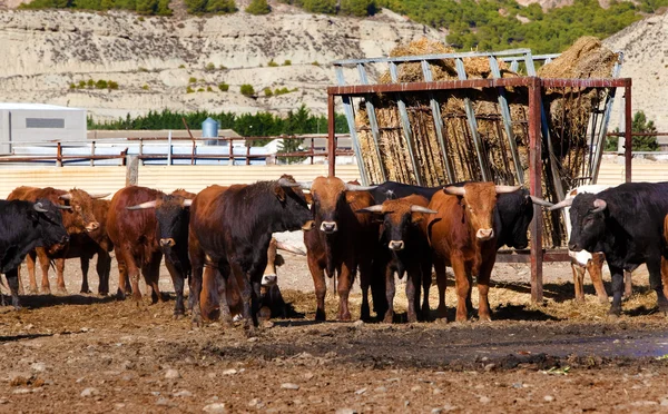 Bulls bir çiftlikte — Stok fotoğraf