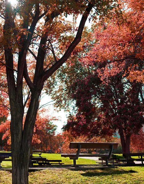 Panchina del parco e alberi — Foto Stock