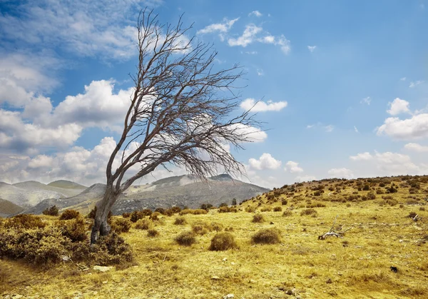 Пейзаж с одиноким сухим деревом — стоковое фото
